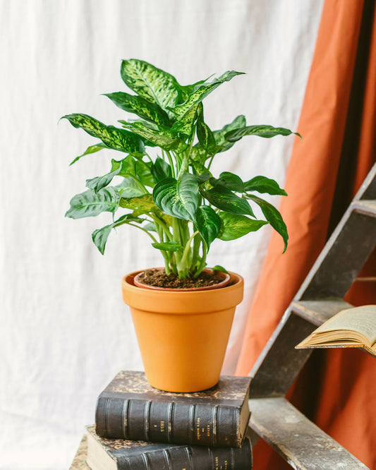 Plante D'intérieur - Dieffenbachia Compacta 60cm