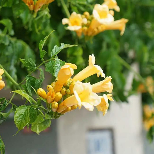 Bignone 'flava' (yellow Trumpet) Campsis Radicans 1,5l - 40/60cm
