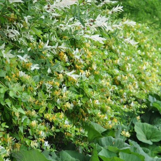 Chèvrefeuille Du Japon 'hall's Prolific' - Lonicera Japonica Halliana 1,5l - 40/60cm