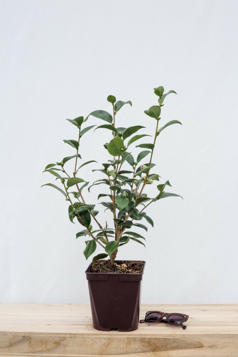 Camélia 'strawberry Perfect' - 4l