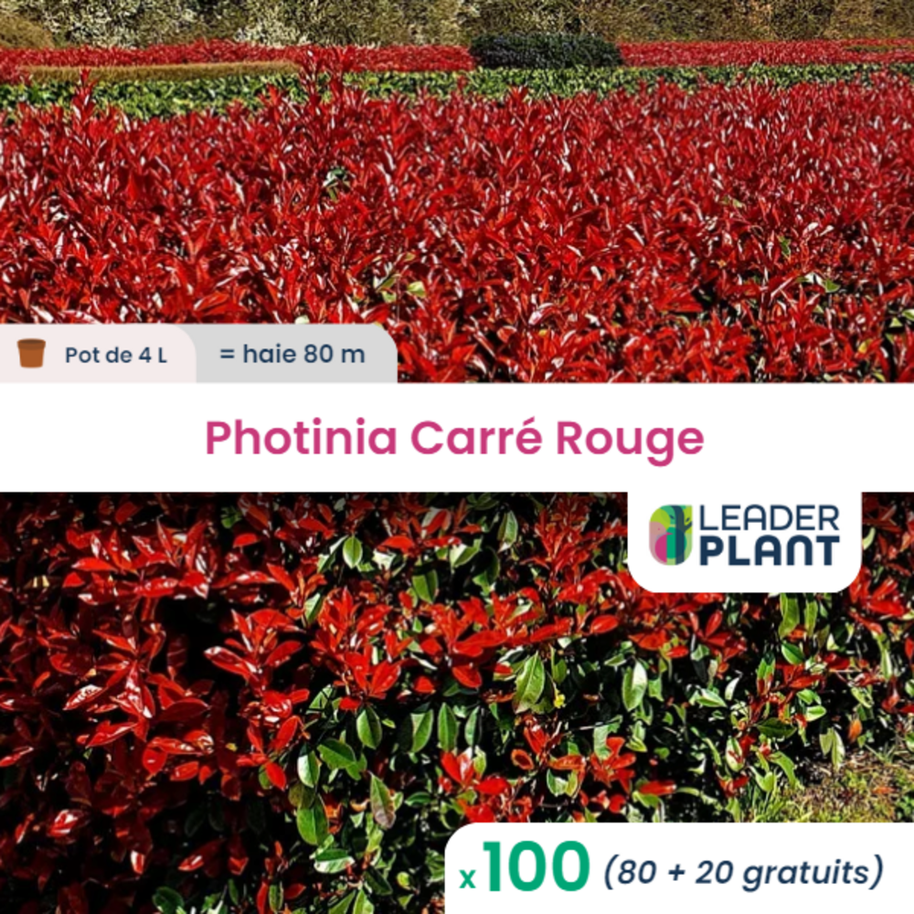 100 X Photinia Carré Rouge En Pot De 4 L