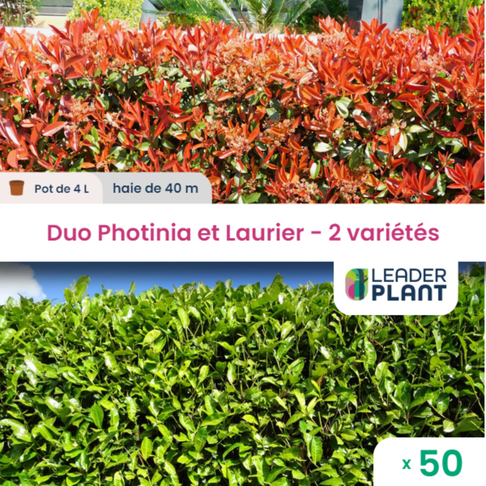 Duo Photinias Rouge Et Lauriers Verts – 2 Variétés – Lot De 50 Plants En Pot De 4 L