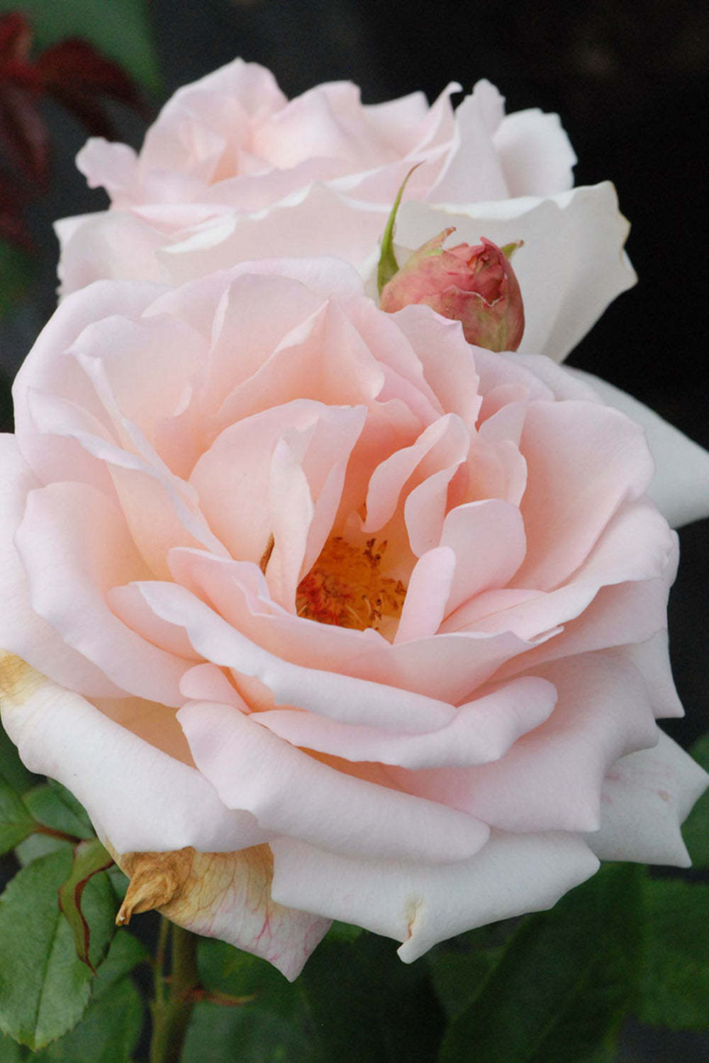 Rosier 'queen Of Sweden ?' - En Pot De 5 Litres