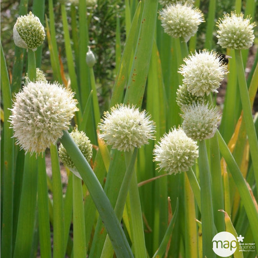 Plant De Ciboule De Chine Bio : En Godet