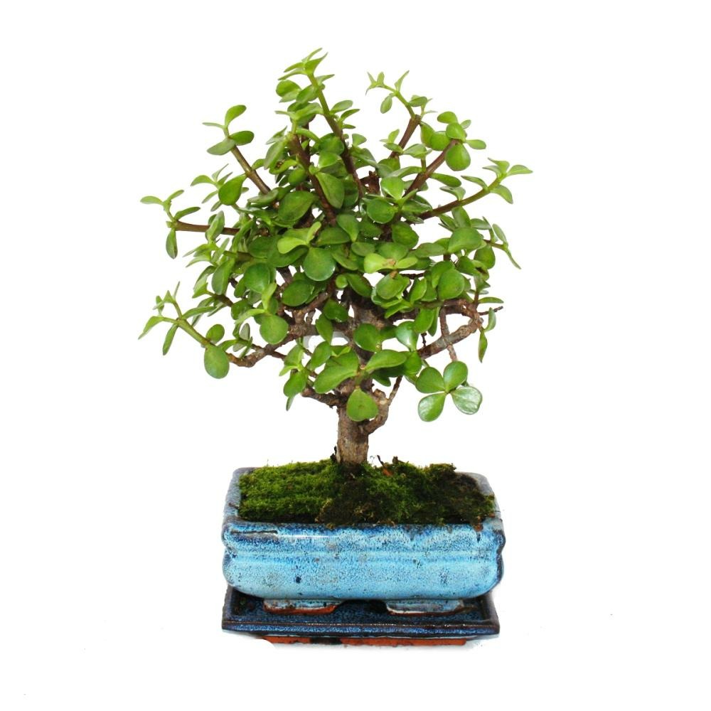 Bonsaï - Portulacaria Afra - Arbre De Jade - Arbre à éléphant D'afrique - Environ 4-5 Ans - Forme Sphérique