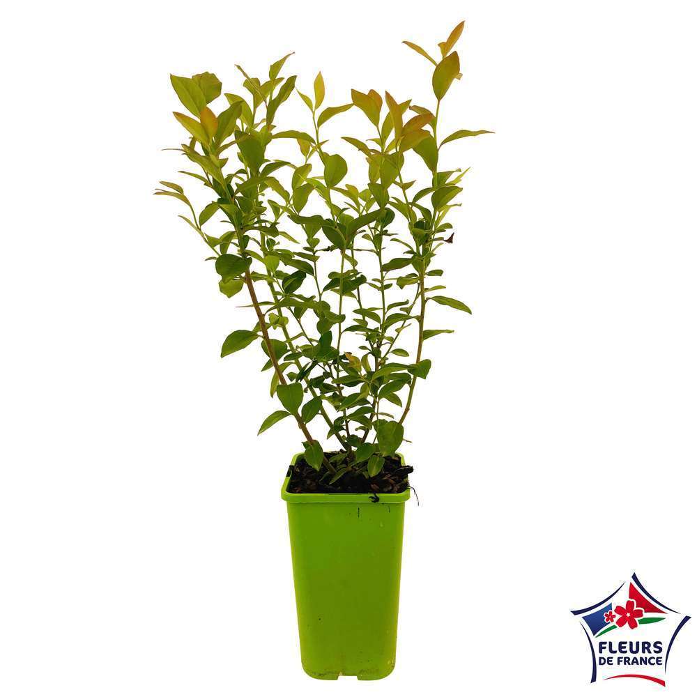 Myrtillier 'Reka' : Pot De 1,5 Litres
