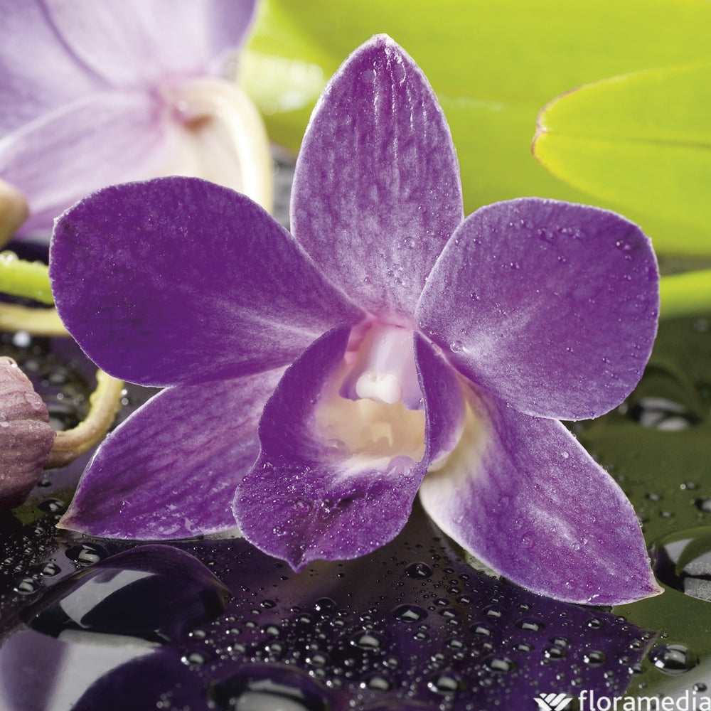 Orchidée Dendrobium Nobilé 1 Tige - Pot D.12 Cm