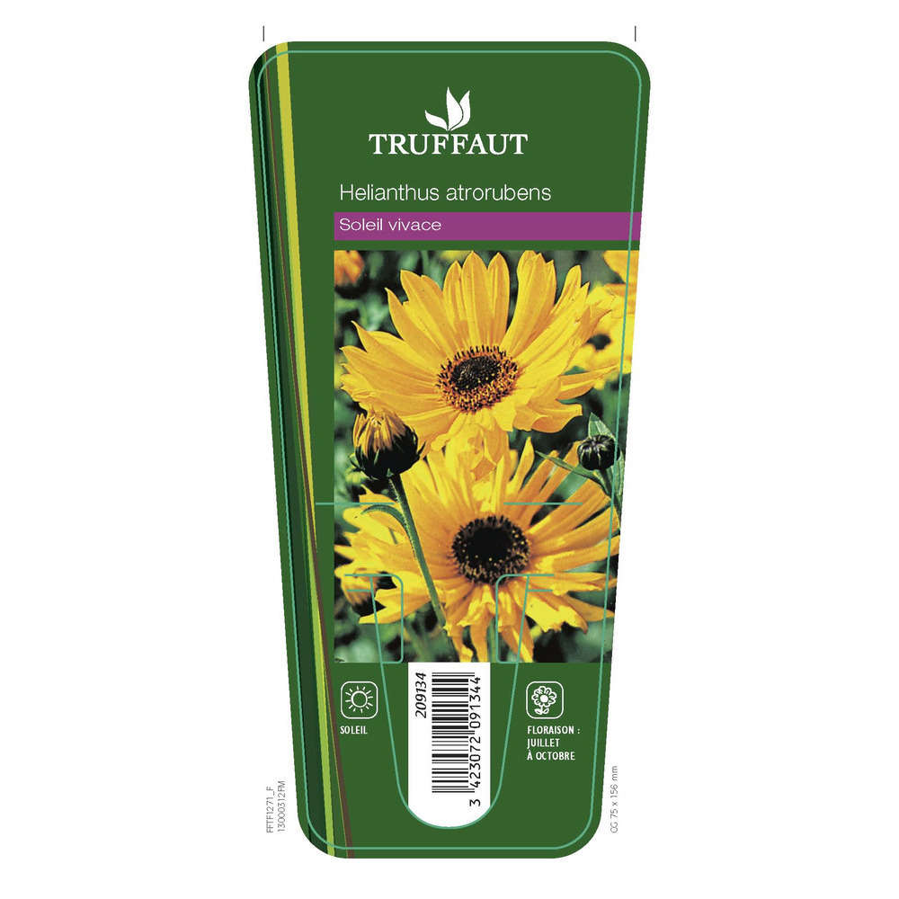 Soleil Vivace : Lot De 3 Godets