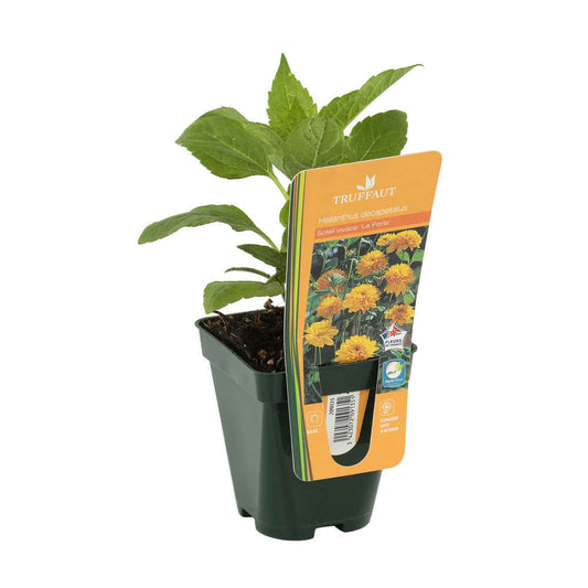 Soleil Vivace : Lot De 3 Godets