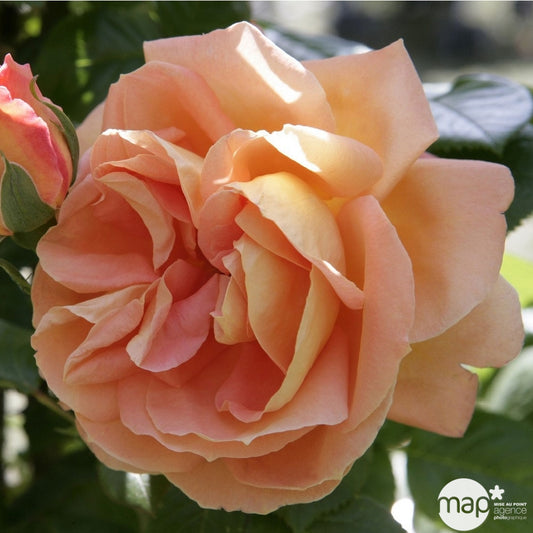 Rosier Meilland, Coloris Variables : Pot D.20cm