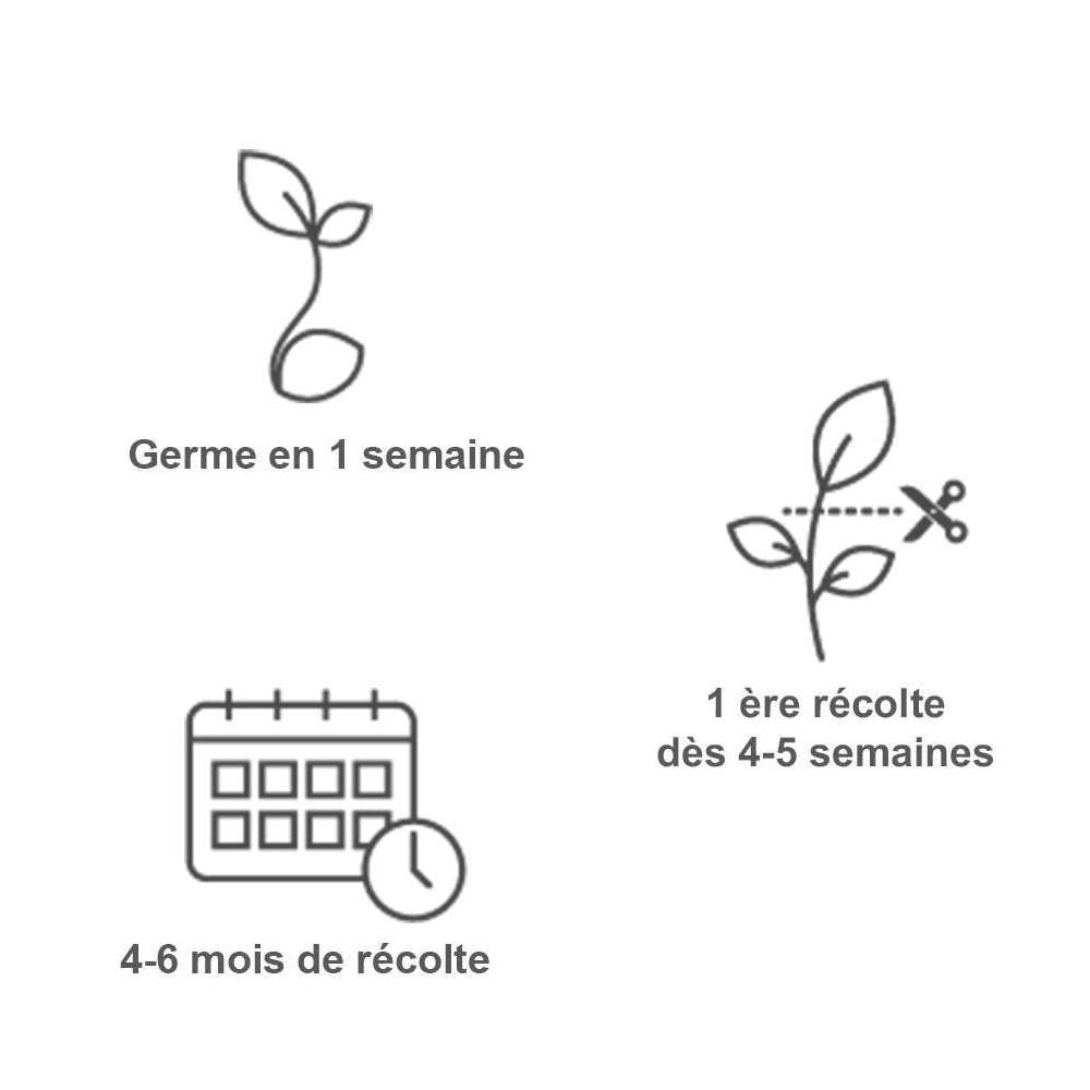 Recharge Lingot® De Basilic Citron Bio - Pour Potager Véritable®