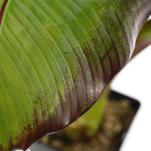 Musa Ensete 'Maurelii': C5L