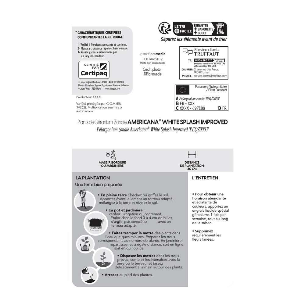 Géranium Zonale Americana® White Splash Improved'Label Rouge:10 Plants