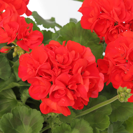 Géranium Zonale 'Compact Line Vulkan 09' Label Rouge : 10 Plants