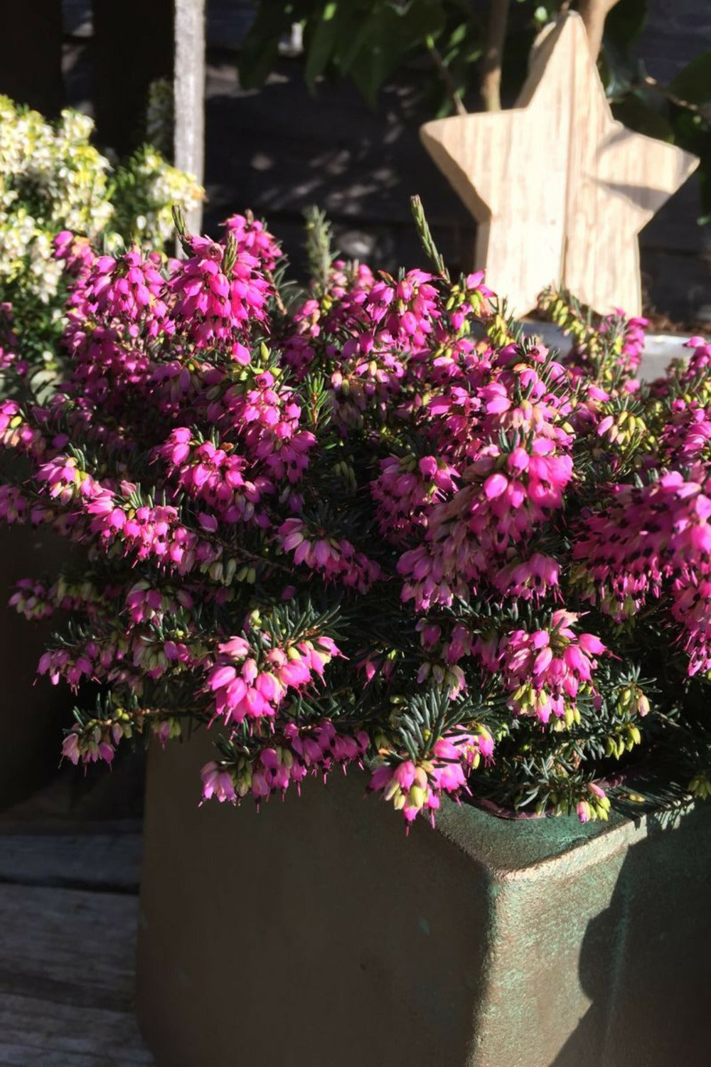Bruyère D'hiver 'kramer's Rote' - En Pot De 5 Litres