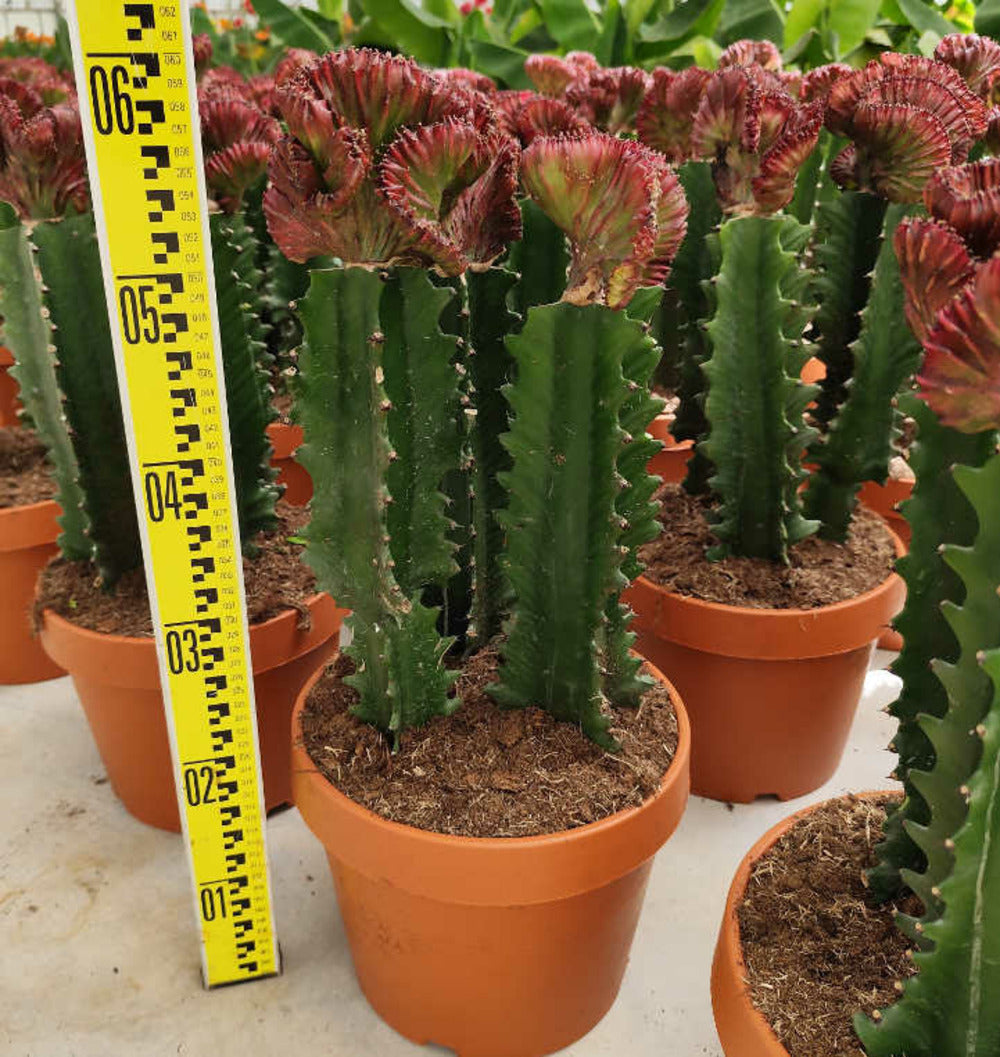 Euphorbia Lactea 'cristata' Pot De 8 Litres ? 60/80 Cm