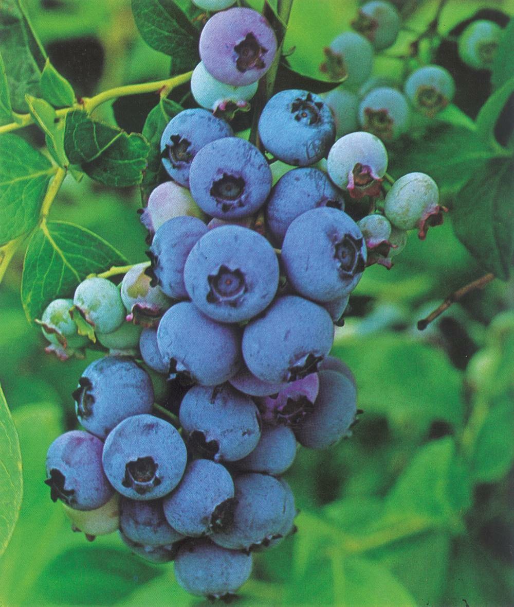 Myrtille Elizabeth - 1 Pot