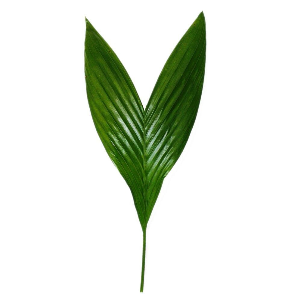 Betelnusspalme - Areca Catechu - Zimmerpalme - Betelpalme - 12cm Topf