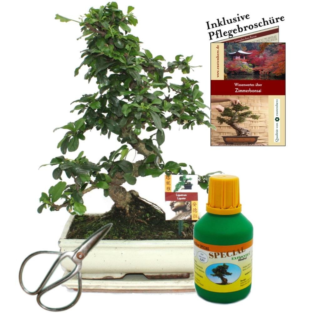 Bonsaï - Fukientee - Carmona Microphylla - Environ 10 Ans - Bol 25cm - Coffret Cadeau Avec Ciseaux Et Engrais