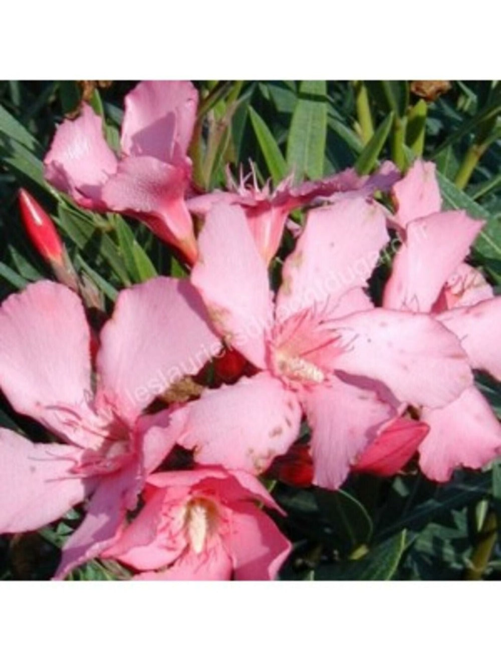 Laurier Rose 'lisa' - Pot 30 L - H 160 Cm