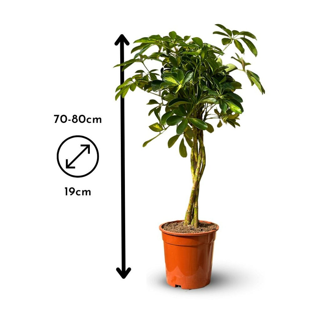 Schefflera Gold - Capella - ↕ 70-80 Cm - ⌀ 19 Cm - Plante D'intérieur