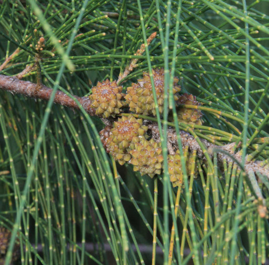 Casuarina Cunninghamiana (filao) Pot De 25l- 125/150cm