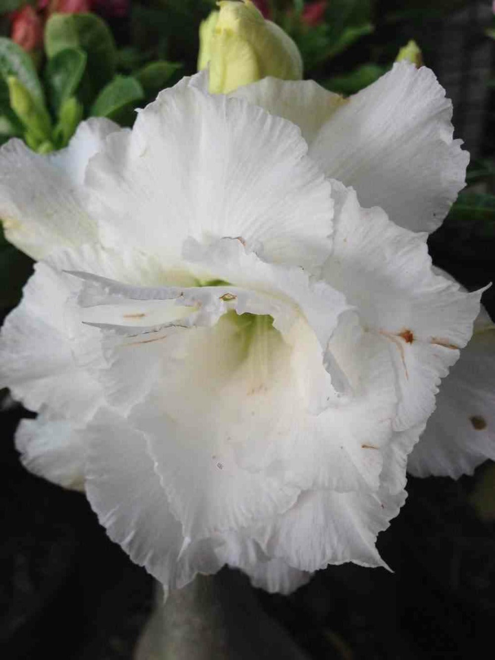Adenium Obesum Cv.numchok Blanc Caudex D'environ 2000g 25/30cm Très Gros Caudex