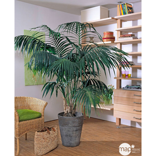 Kentia : H.160cm Petit Modèle Pot
