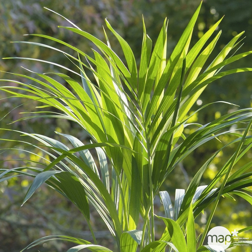 Kentia : H.160cm Petit Modèle Pot