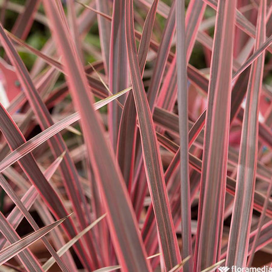 Cordyline Australis 'Charlie Boy' : Pot 8L
