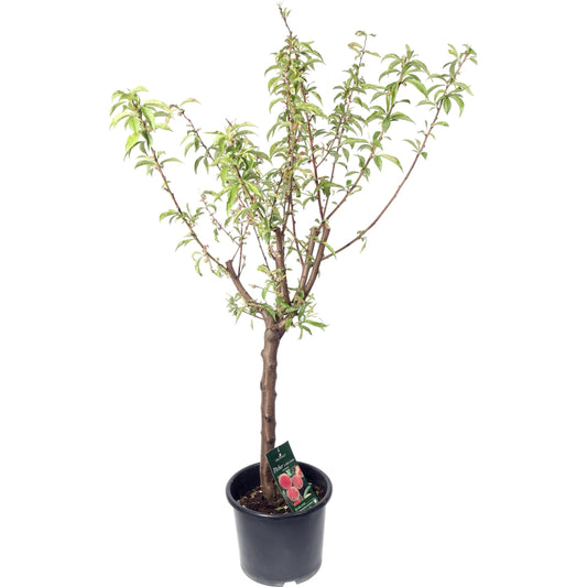 Nectarinier Fantasia : Gobelet 3 Ans D'âge Ctr 12 Litres