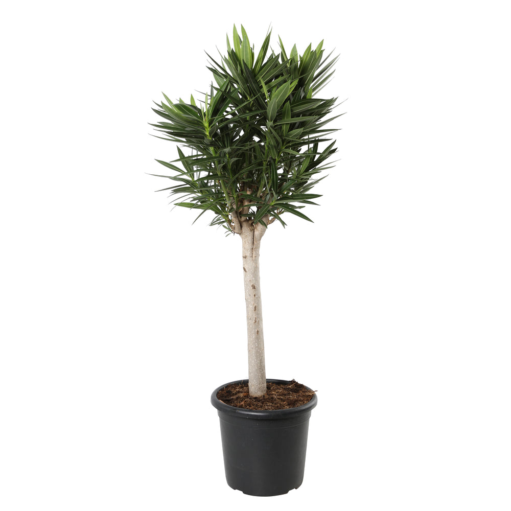 Nerium Oleander Sur Tige H90/100cm - Coloris Variables