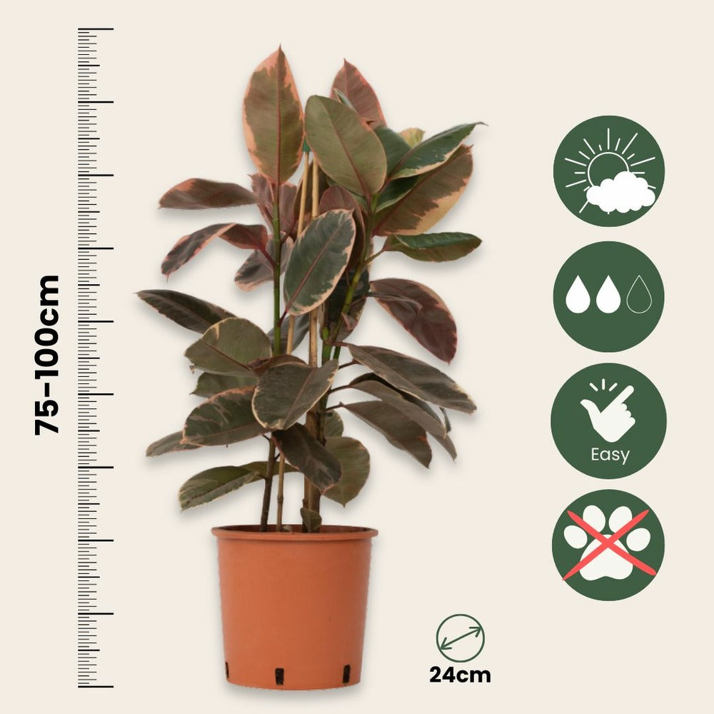 Caoutchouc - Ficus Elastica 'belize' - Hauteur 75-100cm - ⌀24cm