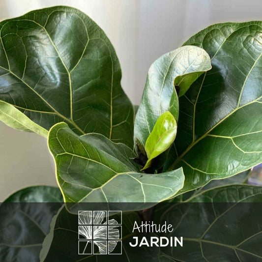 Ficus Lyrata - ↕ 80-90 Cm - ⌀ 20 Cm - Plante D'intérieur