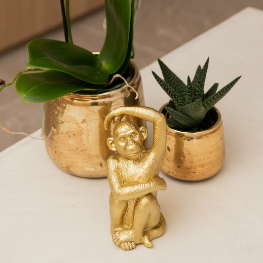 Phalaenopsis Amabilis En Pot Luxueux Doré 35cm - Plante D'intérieur