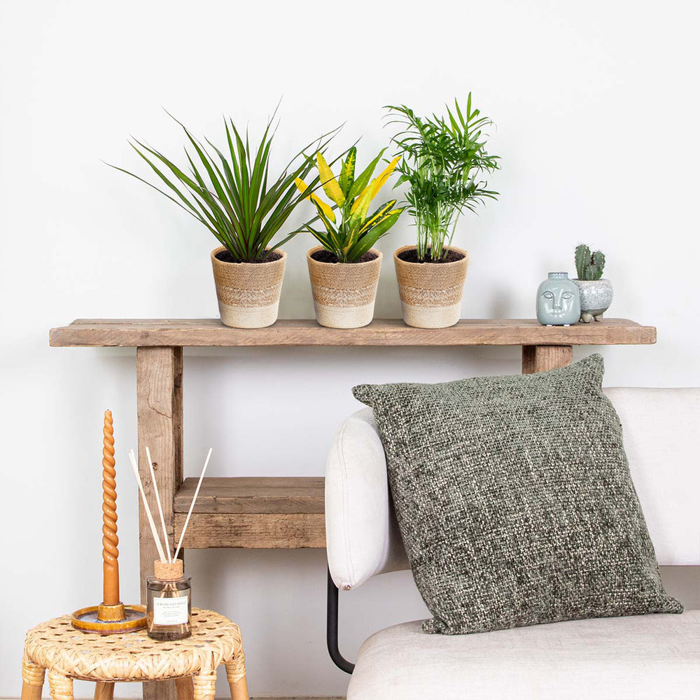 3x Mélange De Plantes Tropicales D’intérieur Avec Panier En Jute - Dépolluantes - ⌀12 Cm - 25-40 Cm