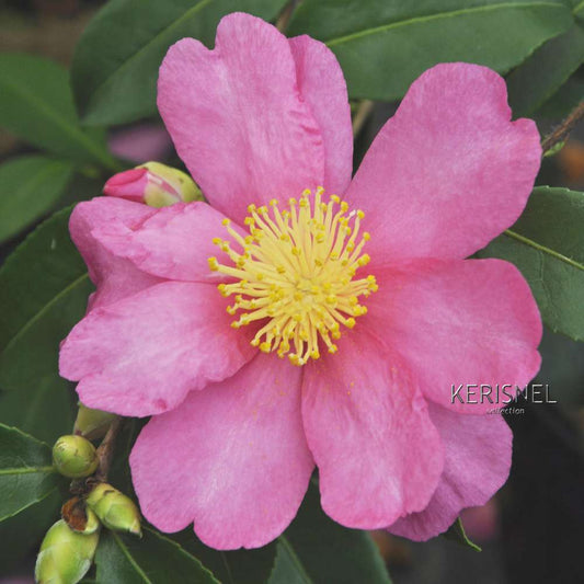 Camellia Sasanqua 'Paradise'® 9 Variétés:H 50/60 Cm, Ctr 7 Litres
