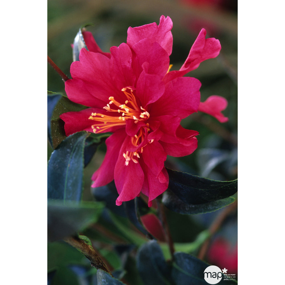 Camellia Sasanqua 'Paradise'® 9 Variétés:H 50/60 Cm, Ctr 7 Litres