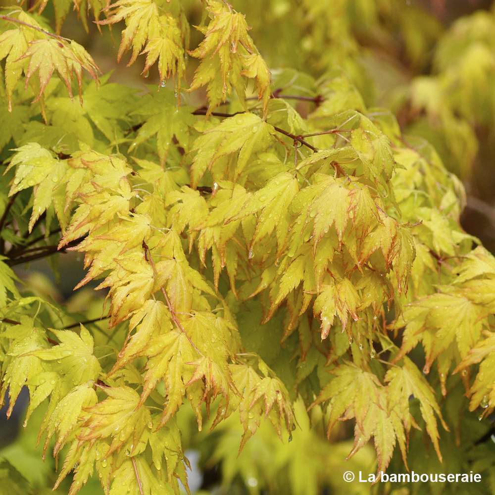 Acer Palmatum 'Orange Dream' :C3L H.40/60cm