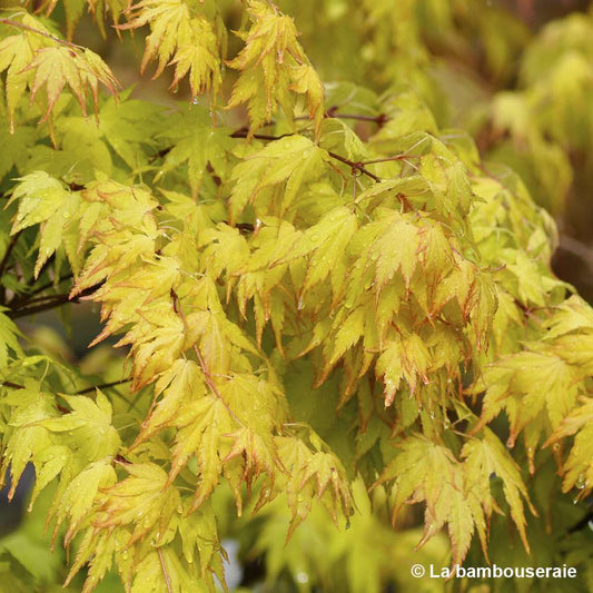 Acer Palmatum 'Orange Dream' :C7L H.60/80cm