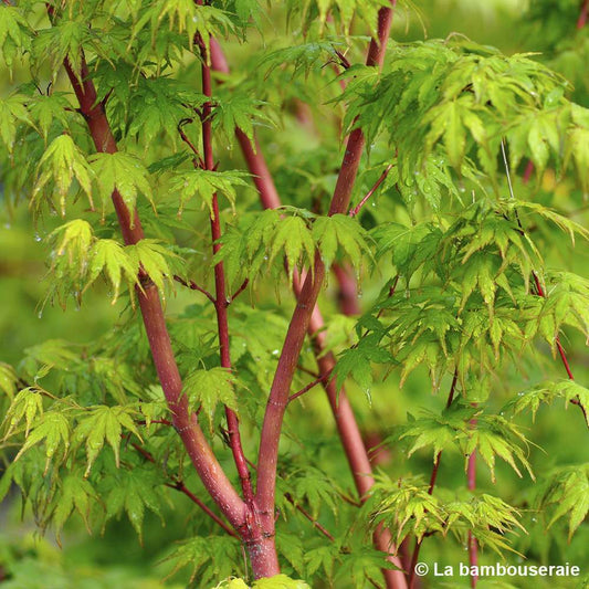 Acer Palmatum 'Sango-Kaku' : C3L H.40/60cm