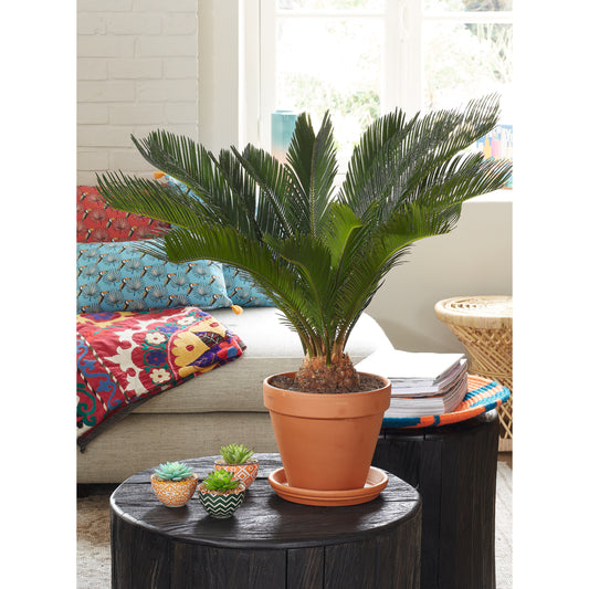 Cycas Revoluta : D.19xh.57cm