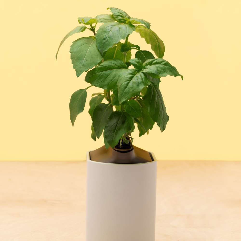 Capsule De Recharge Basilic Citron Pour Lilo Et Modulo