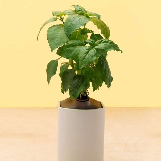 Capsule De Recharge Basilic Citron Pour Lilo Et Modulo