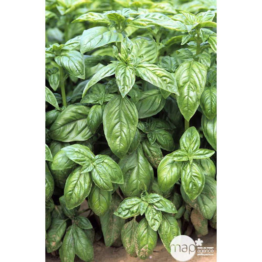 Basilic 'Grand Vert' : Pot 0.5 Litre