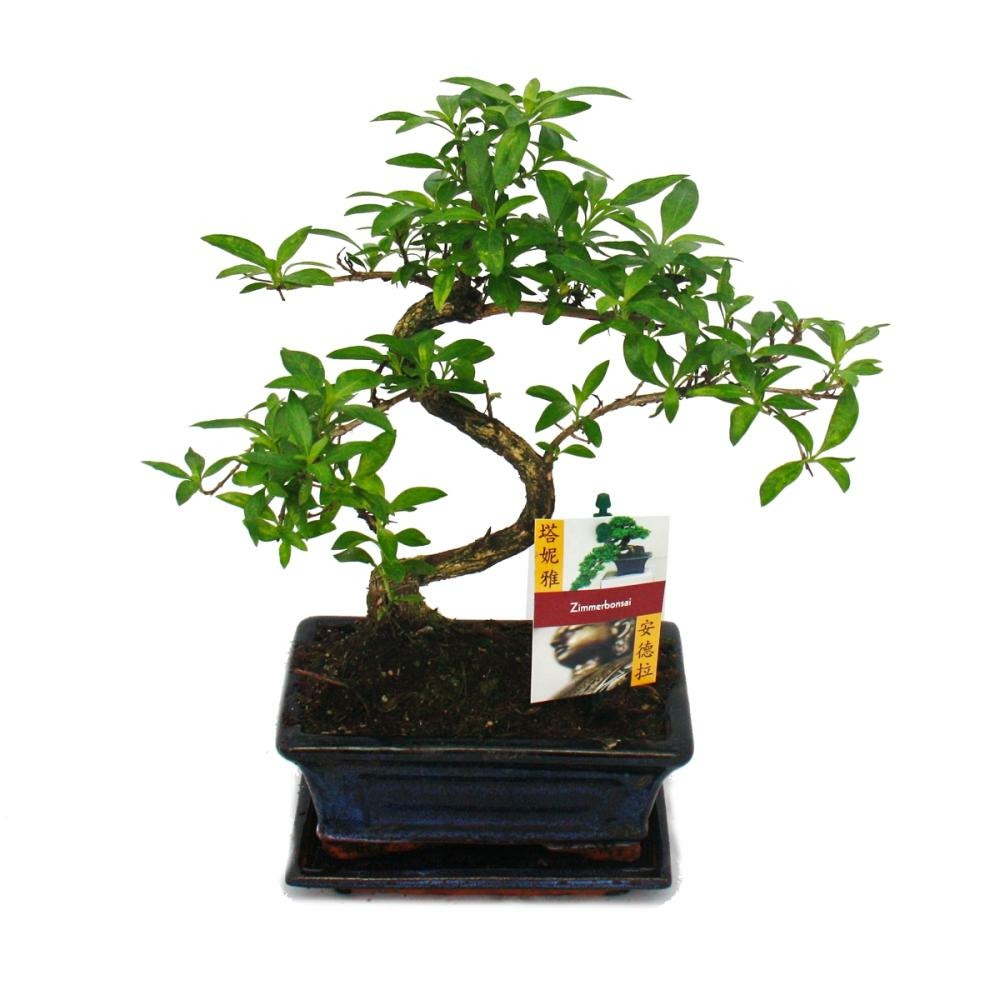 Bonsaï - Serissa - Neige De Juin - Arbre De 1000 étoiles - Env. 8 Ans