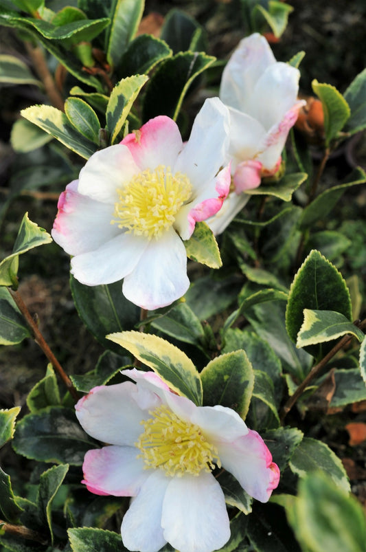 Camélia 'variegata ' - En Pot De 4 Litres