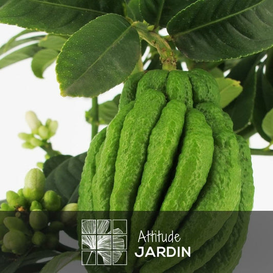 Main De Bouddha Avec Panier En Jonc De Mer - Agrume Méditerranéen - Arbre Fruitier - ↕ 75-85 Cm - ⌀ 25 Cm