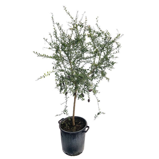 Citron Caviar H140/160cm : C35L