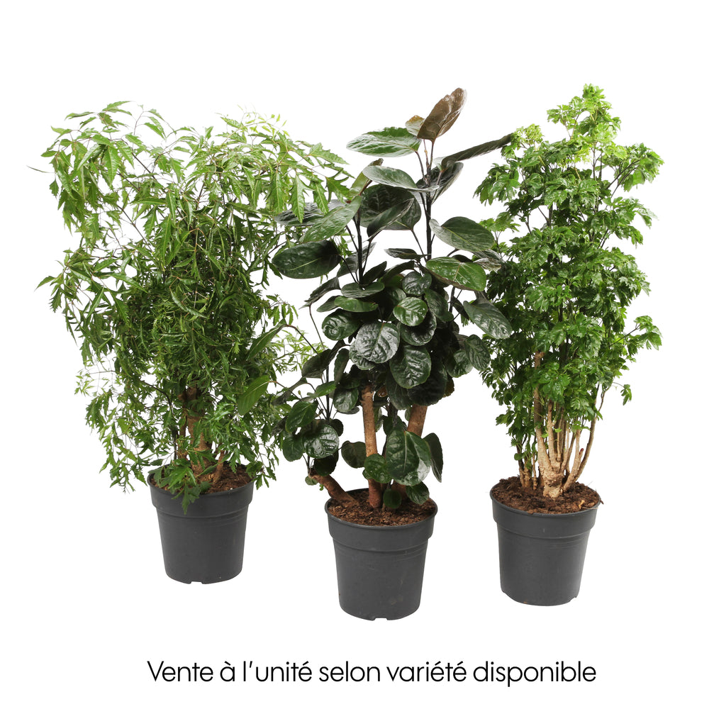 Polyscias Varié : Pot D19xH70cm